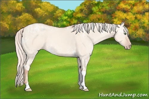 Horse Color: Silver Classic Champagne Ice Dun Tobiano 