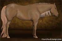 Horse Color:Chocolate Palomino 