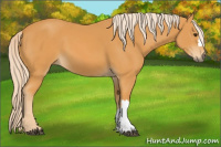 Horse Color:Chocolate Palomino 