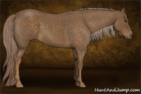 Horse Color:Chocolate Palomino Roan 