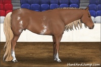 Horse Color:White Spotted Chestnut Sabino 