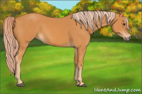 Horse Color:Chocolate Palomino 