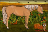 Horse Color:Chocolate Palomino 