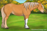 Horse Color:Chocolate Palomino 