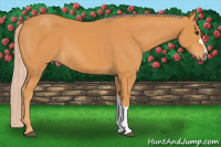 Horse Color:Chocolate Palomino 