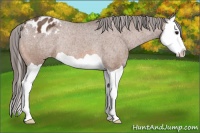 Horse Color:Bay Splash Appaloosa Rabicano 