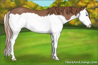 Horse Color:Chestnut Splash Rabicano 