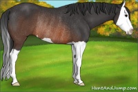 Horse Color:Brown Splash Rabicano 
