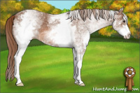 Horse Color:White Spotted Chestnut Sabino