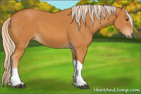 Horse Color:Chocolate Palomino 