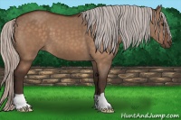 Horse Color:Silver Bay Dun