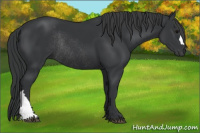 Horse Color:Black Rabicano 