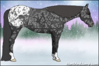 Horse Color:Black Ice Appaloosa