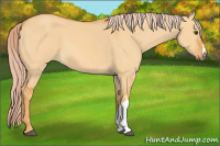 Horse Color:Chocolate Palomino Dun 