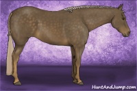 Horse Color:Chocolate Palomino 