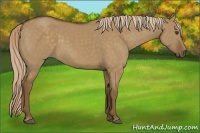 Horse Color:Chocolate Palomino Dun 