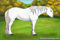 Horse Color:Chestnut Blanket 