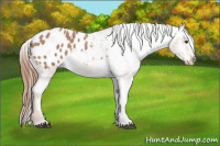 Horse Color:Red Roan Appaloosa 