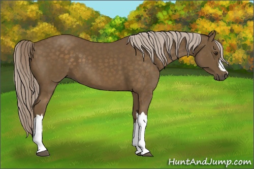 Horse Color: Chocolate Palomino 