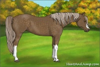 Horse Color:Chocolate Palomino 