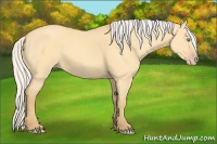 Horse Color:Silver Amber Cream Champagne Dun 