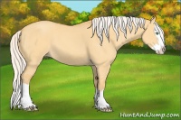 Horse Color:Silver Amber Cream Champagne Dun Splash
