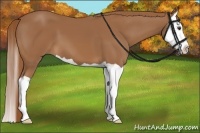 Horse Color:Chestnut Splash 
