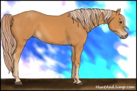 Horse Color:Chocolate Palomino 