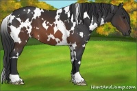Horse Color:White Spotted Brown 