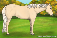 Horse Color:Palomino
