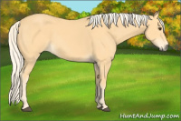 Horse Color:Palomino 