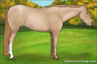 Horse Color:Chestnut Pearl