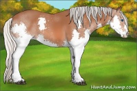 Horse Color:Silver Bay Splash 