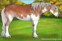 Horse Color:Silver Bay Splash 