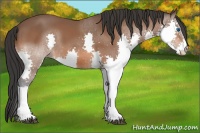 Horse Color:Bay Splash 