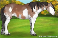 Horse Color:Bay Splash 