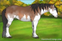 Horse Color:Bay Splash 