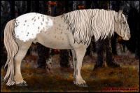 Horse Color:Chocolate Palomino Appaloosa