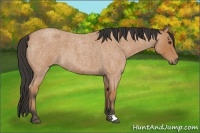 Horse Color:Bay Roan 