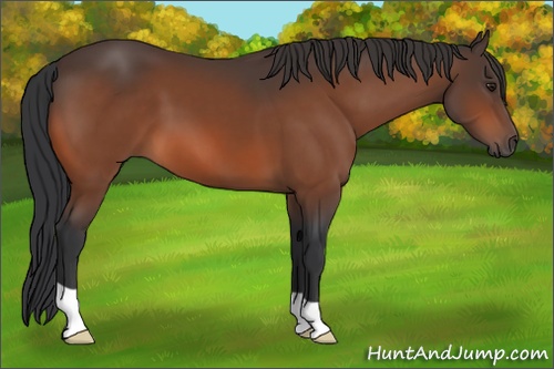 Horse Color: Brown 