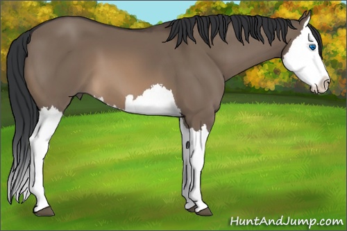 Horse Color: Brown Dun Splash 