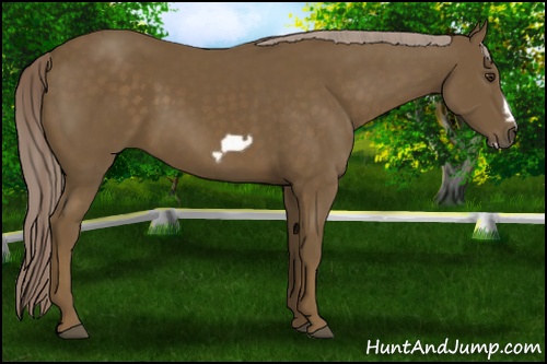Horse Color: Chocolate Palomino Frame 