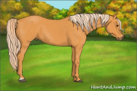 Horse Color:Chocolate Palomino 