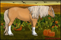 Horse Color:Chocolate Palomino 