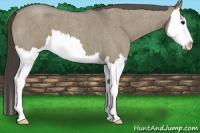 Horse Color:Smoky Grullo Roan Splash
