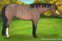 Horse Color:Bay Roan Rabicano 