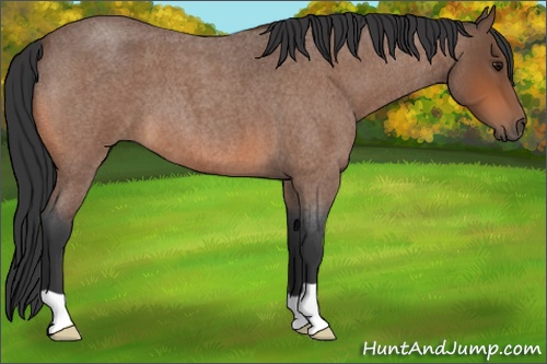 Horse Color: Bay Roan 