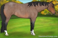 Horse Color:Bay Roan 
