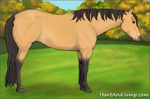 Horse Color: Buckskin 