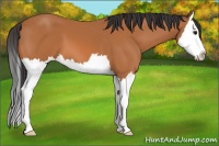 Horse Color:Bay Splash